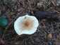 Lilás őzlábgomba (Lepiota lilacea), Budapest